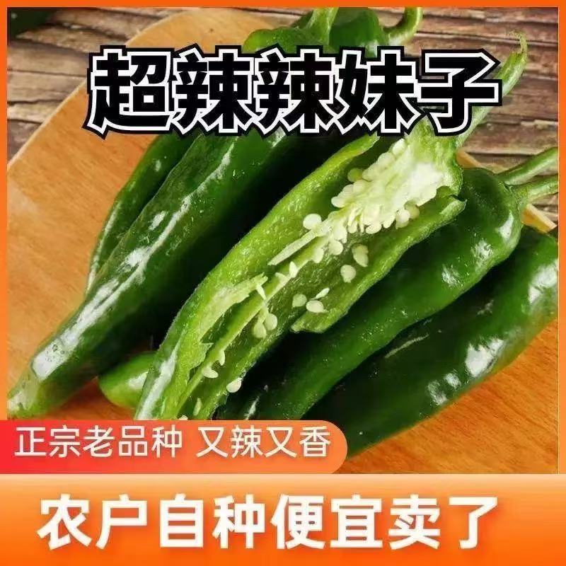辣妹子辣椒新鲜薄皮辣椒香辣脆嫩农家自种现采现发