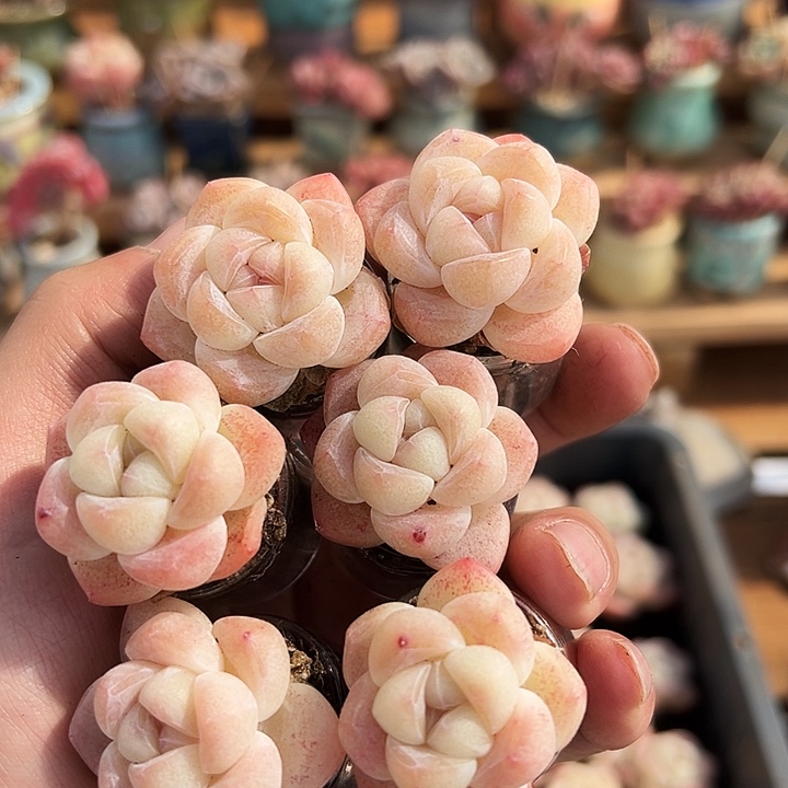 咕**噜1345号咕噜专拍单头