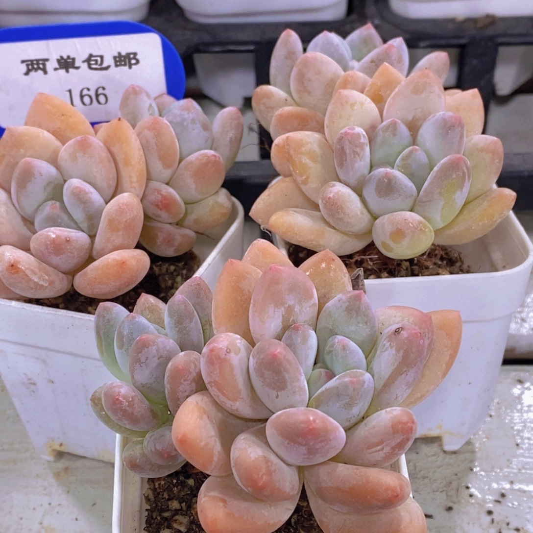 166-精品奶油果冻香水双头三个