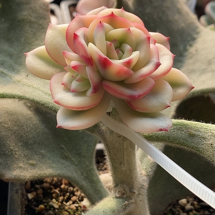 别***娘三文鱼锦寄养多肉植物