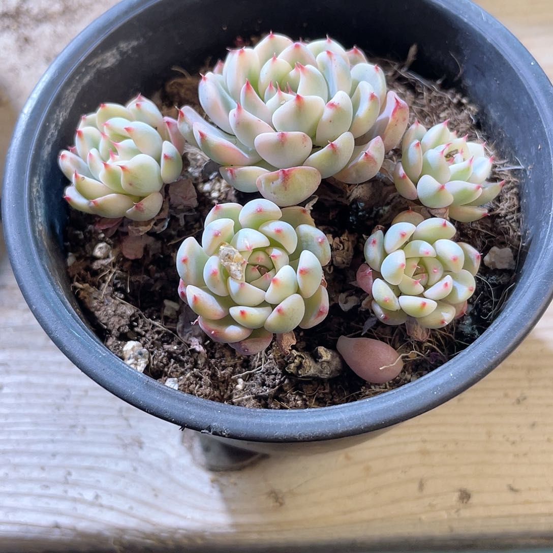 1317  姬莲锦  六月六