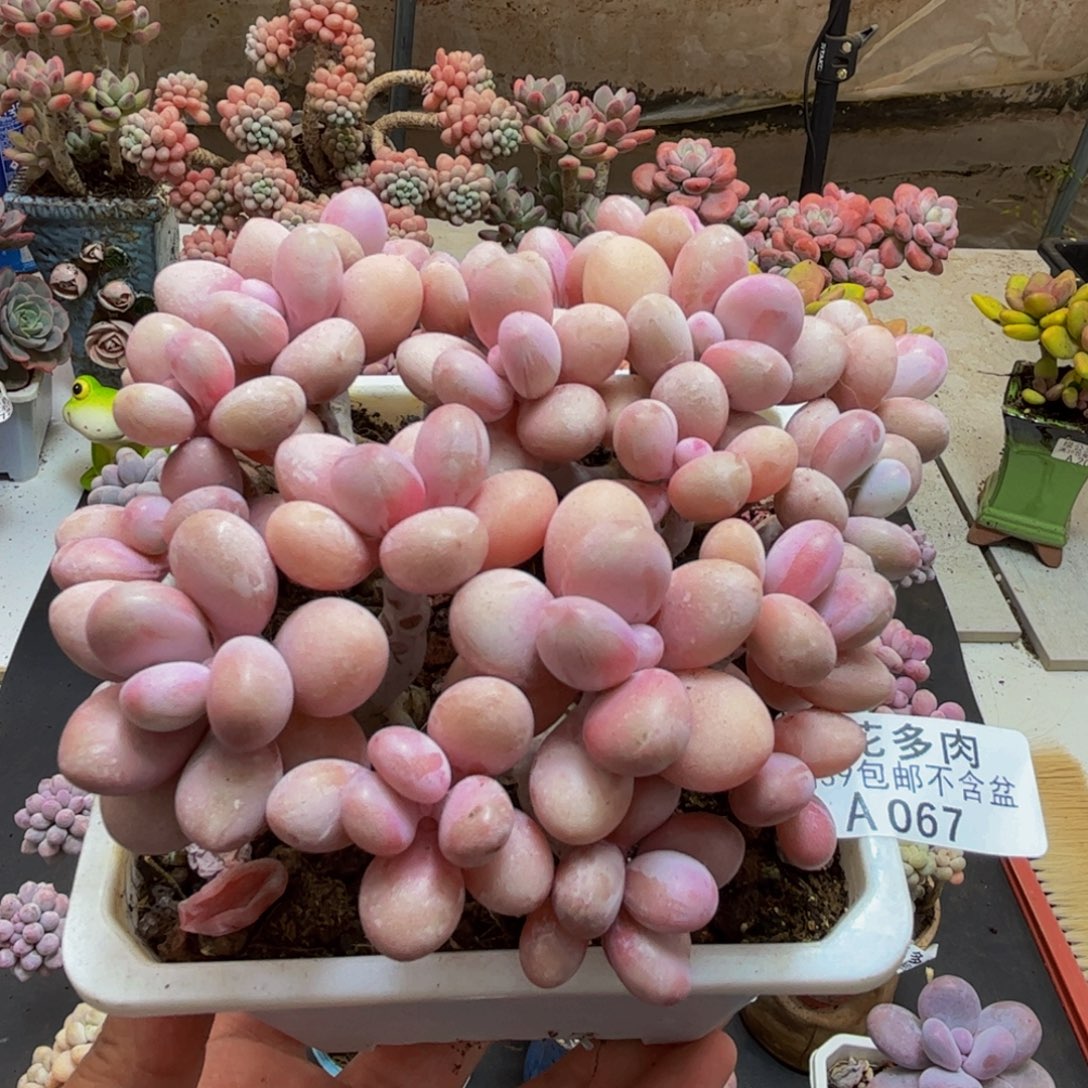 067糖果桃蛋12cm多肉植物