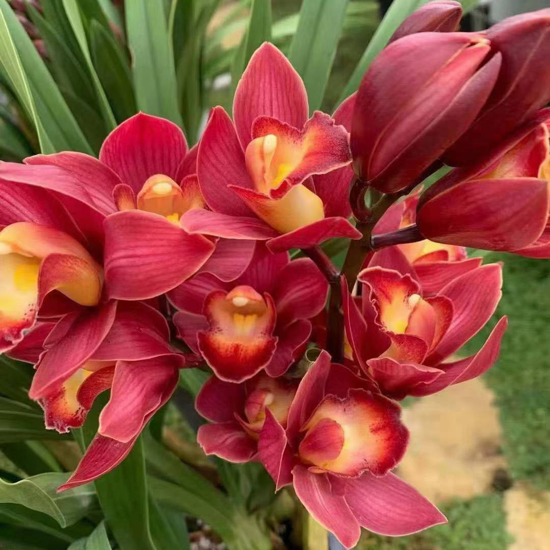 【梦寐以求】大花蕙兰带花苞兰花苗名贵精品花卉四季常青