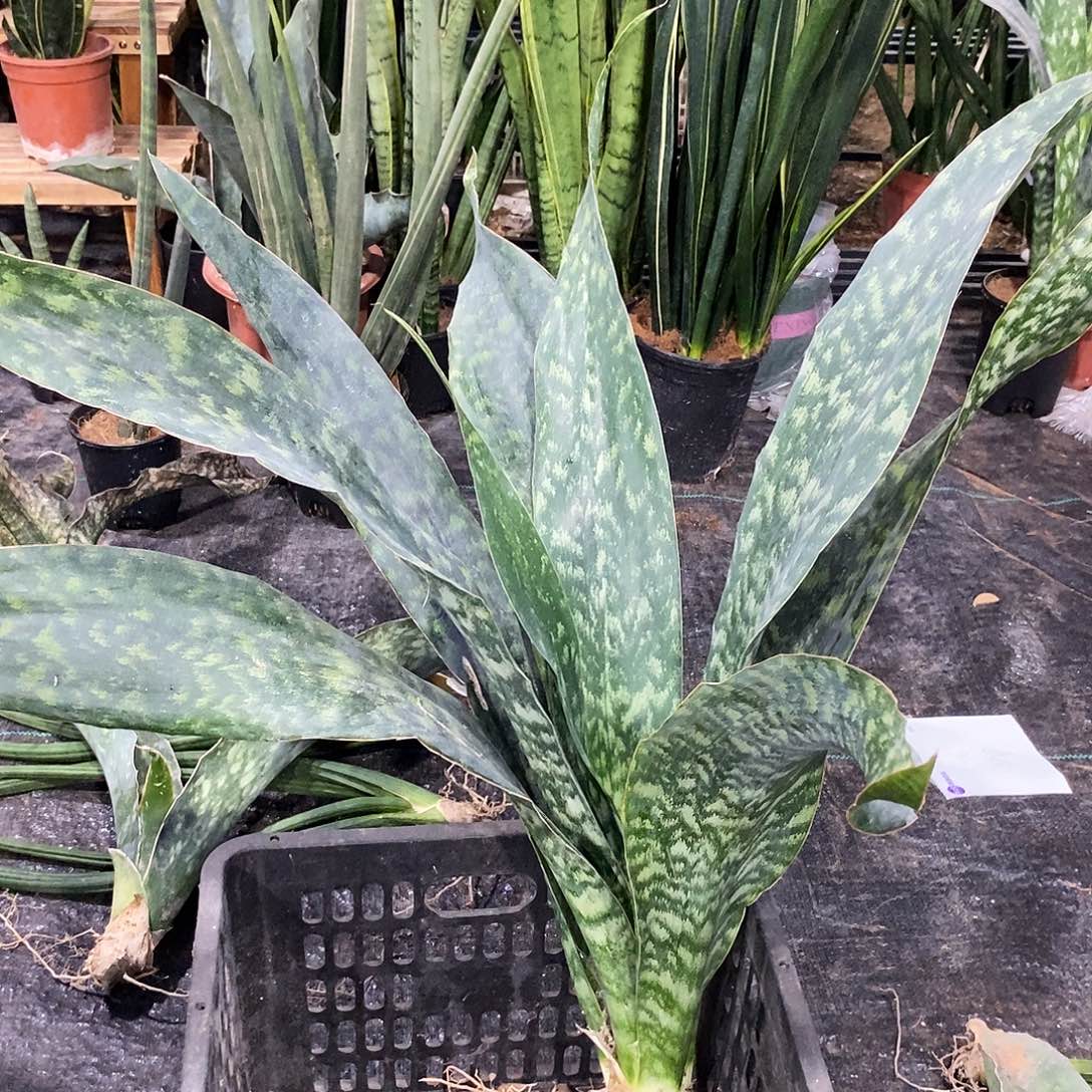 s***v无花朵嘉宝虎皮兰123