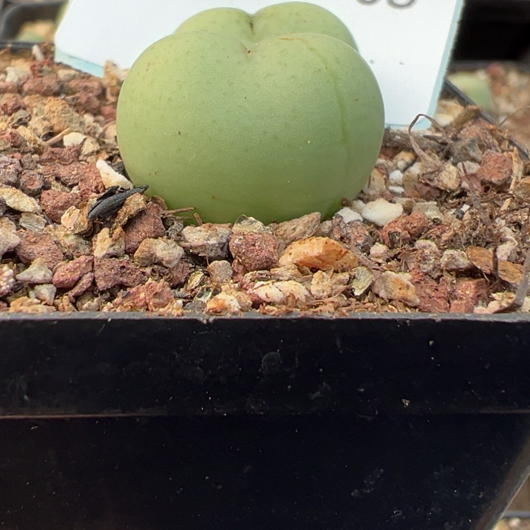 31-05肉锥多肉植物，