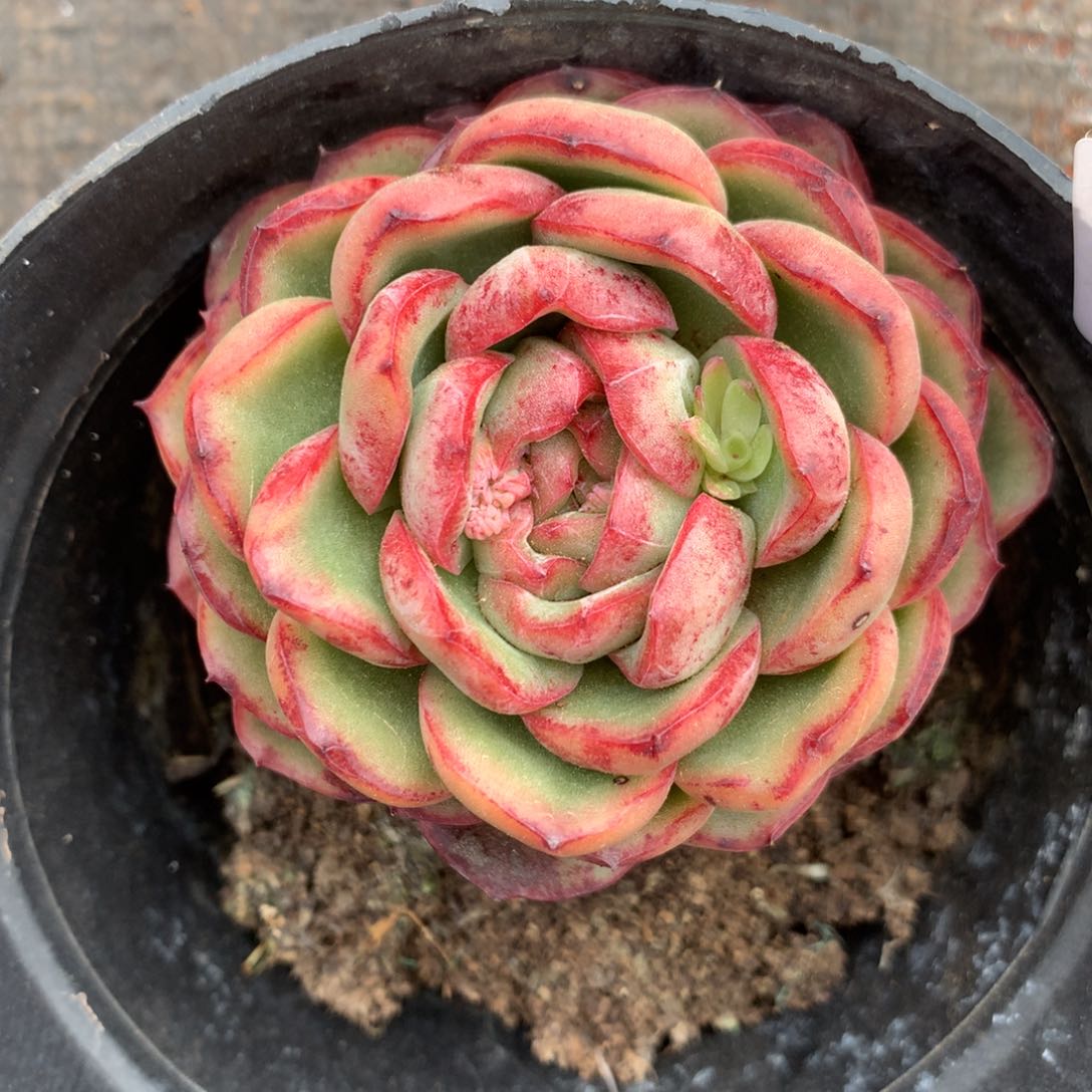 梦*玉803杂交精品基地厘米6杂交