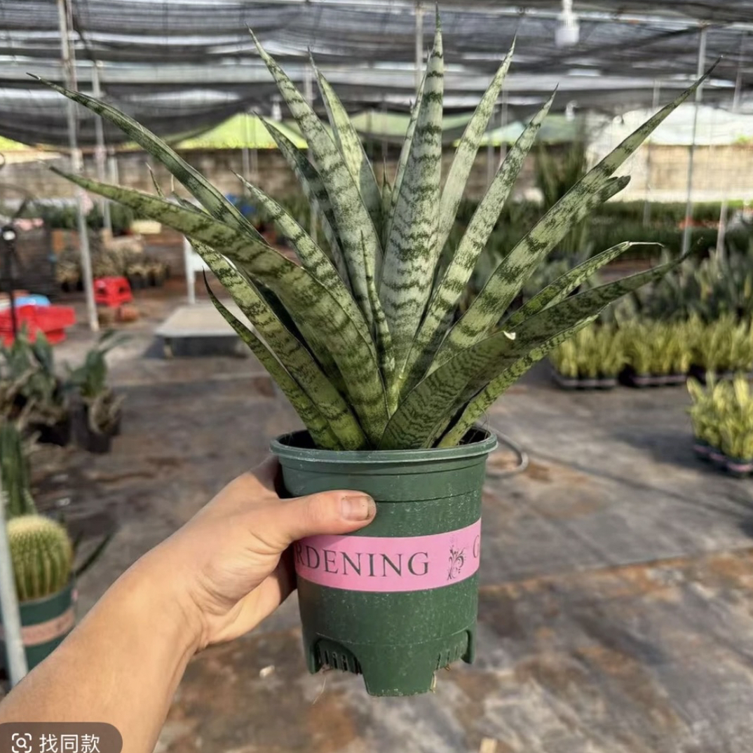 【泰系品种】西欧兰阳台庭院桌面绿植耐旱适应力极强懒人好养
