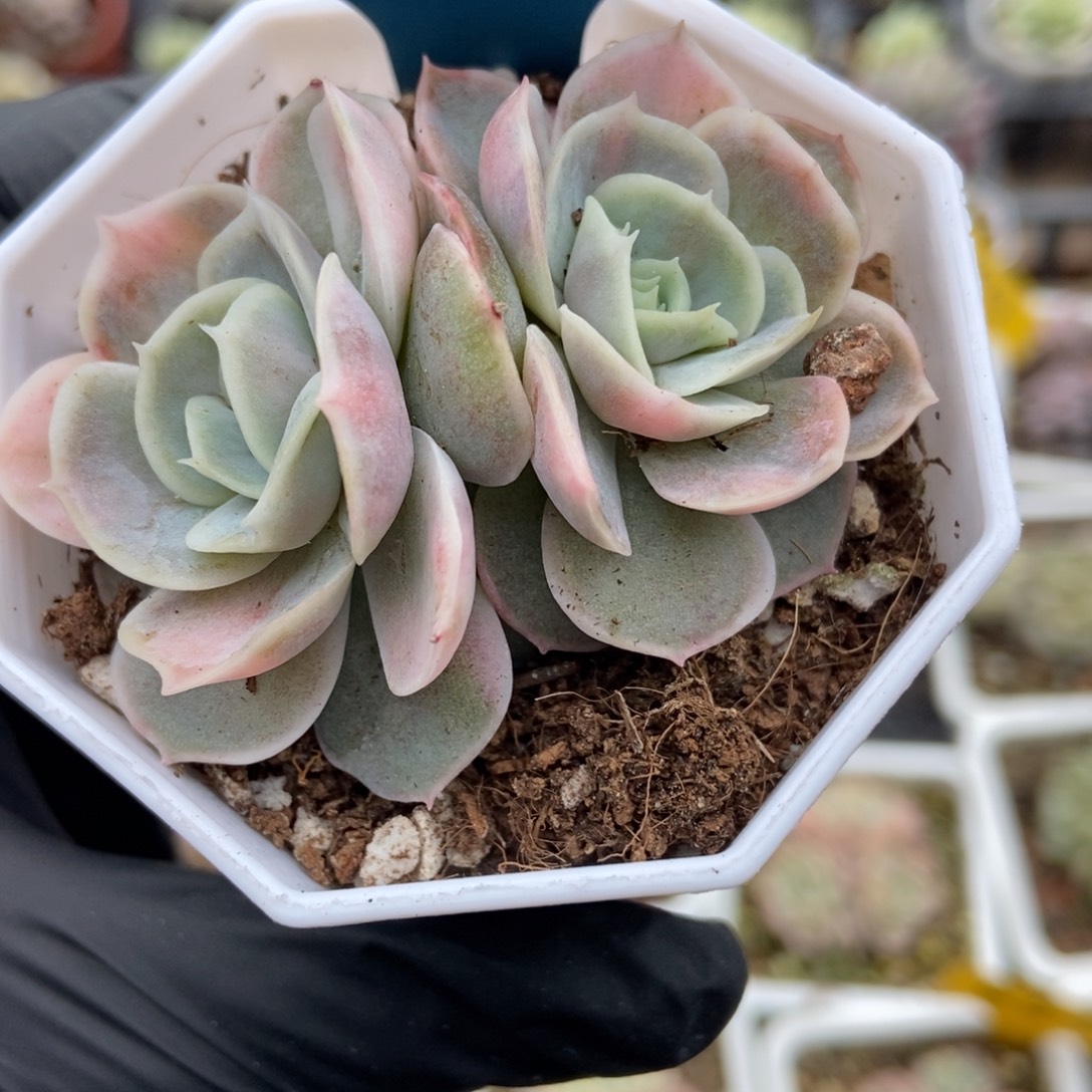 7075蓝色惊喜锦多肉植物