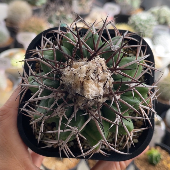 圆盘玉         实生根