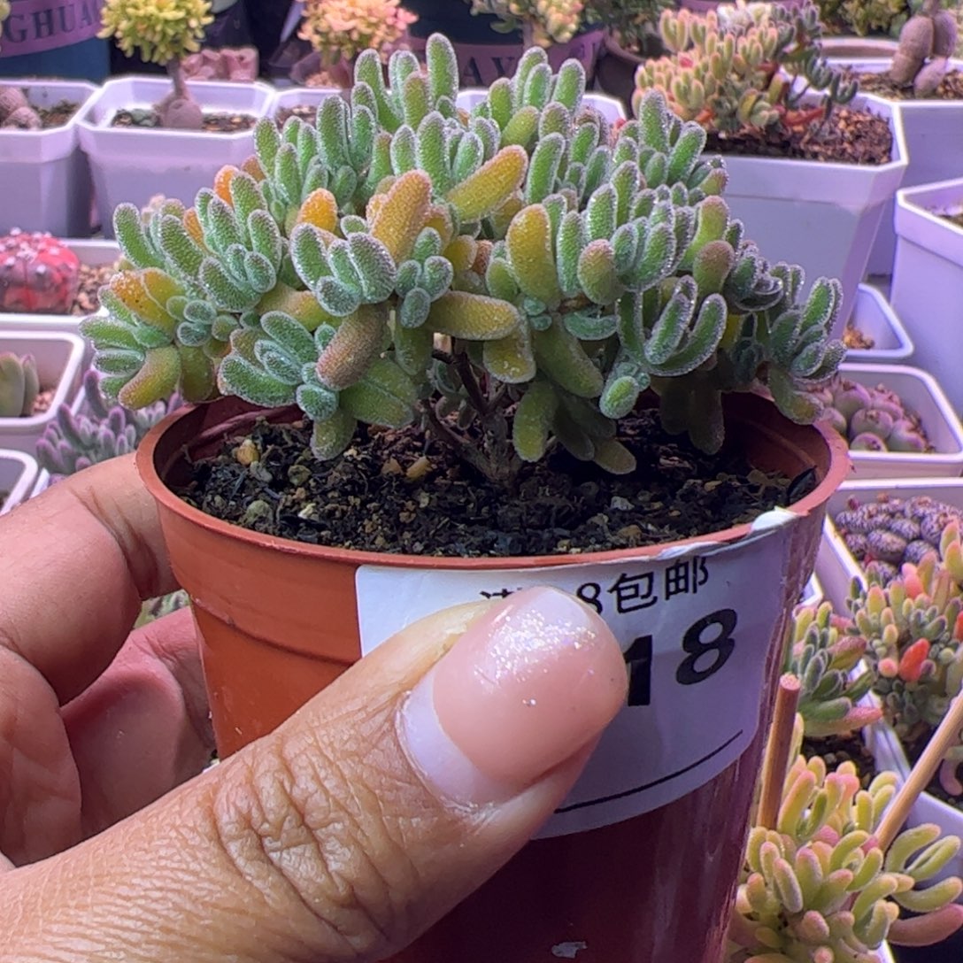 ༀ****多肉植物枝干冰晶杂橙