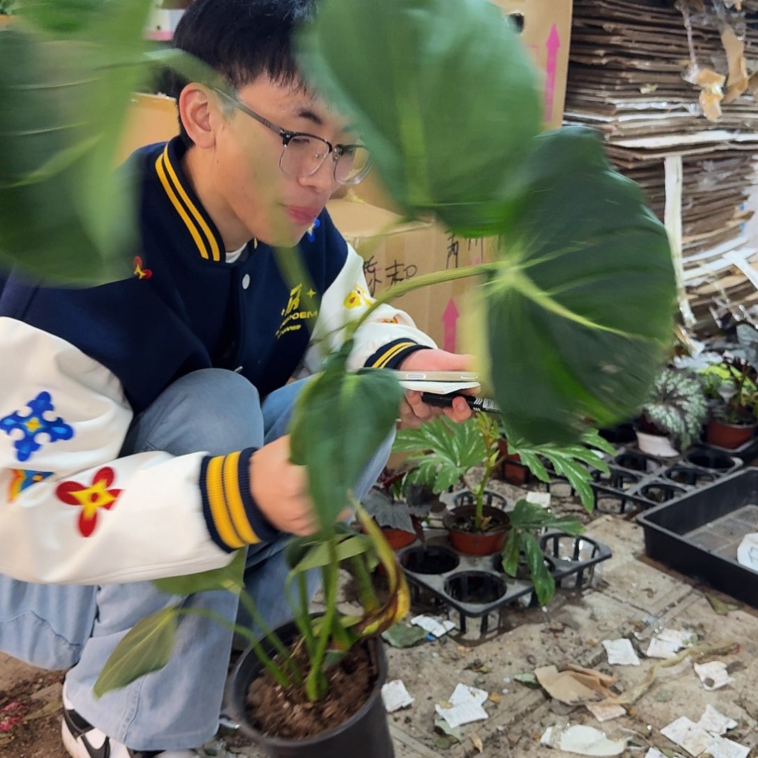 完全开放超大老桩麦克道尔蔓绿绒一棵