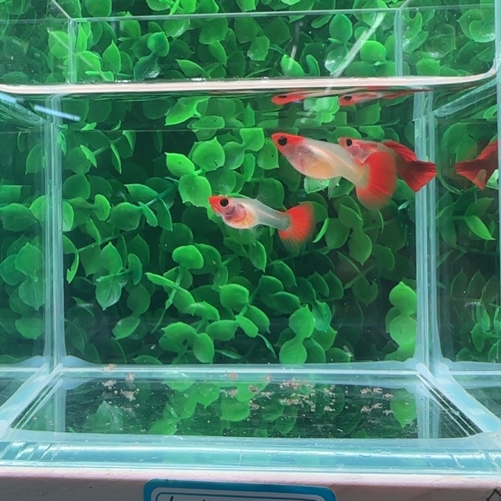 孔雀鱼2深海蓝红头一公两母