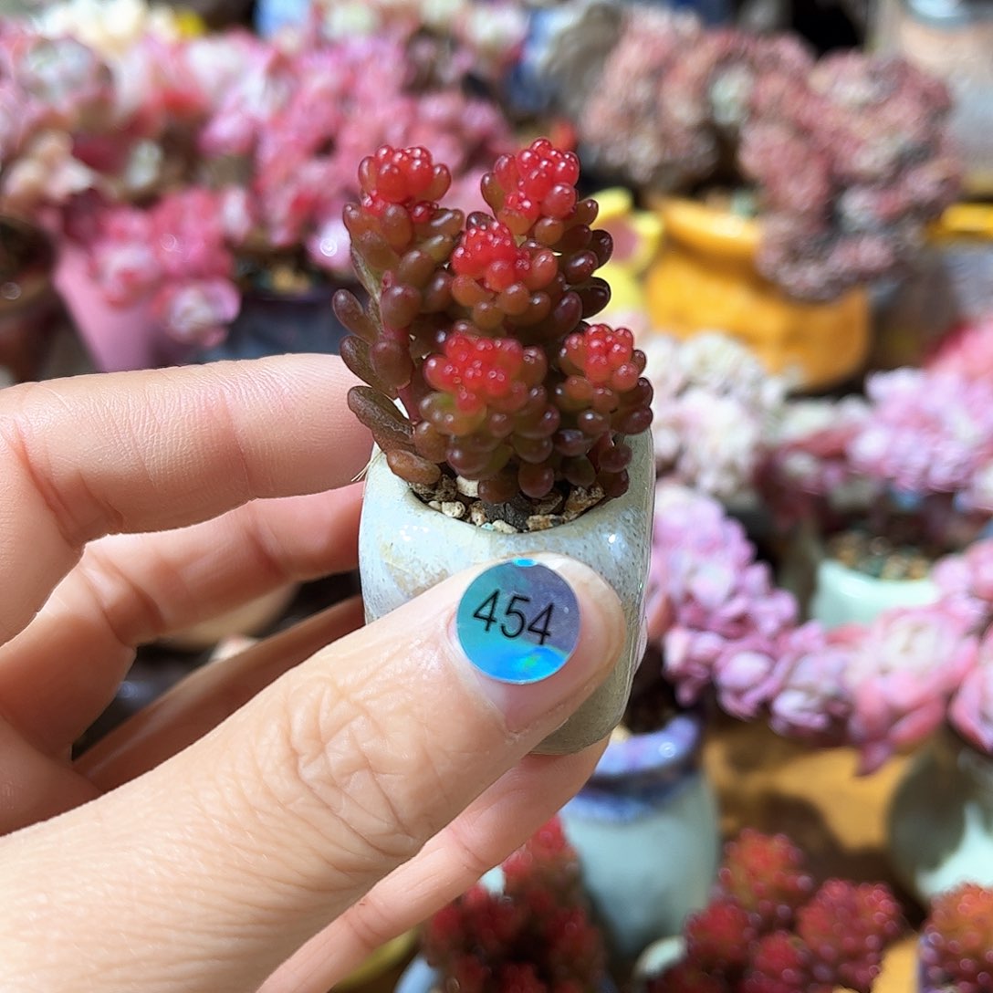 454 多肉含盆土30元包邮除偏远