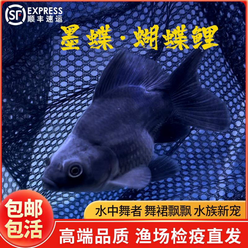 台湾蝴蝶鲤墨蝶短身黑球体墨蝶长尾鳍大鳍观赏鱼黑蝴蝶球体淡水鱼