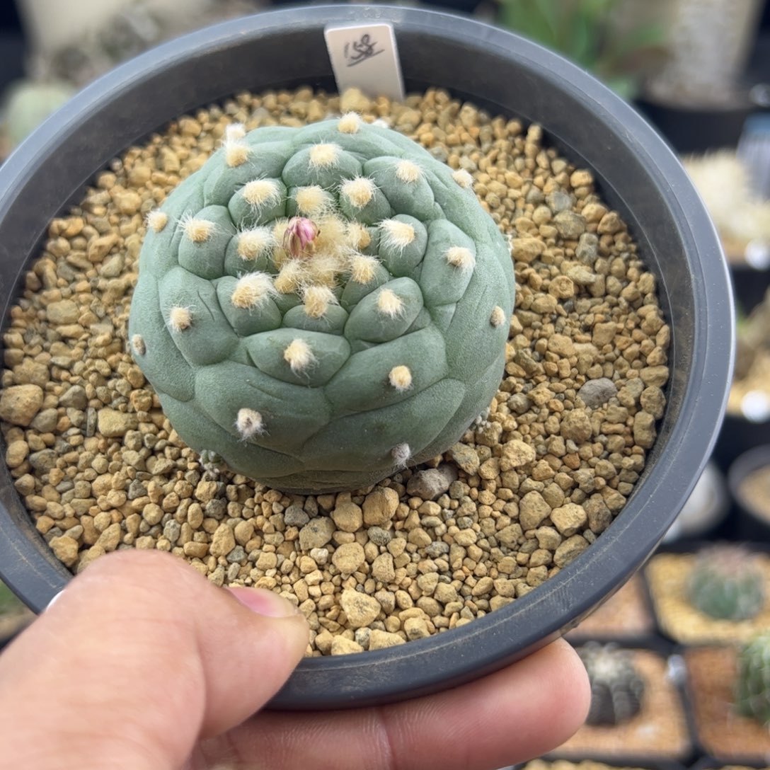 巍***~小尤草球5.6一物一拍251