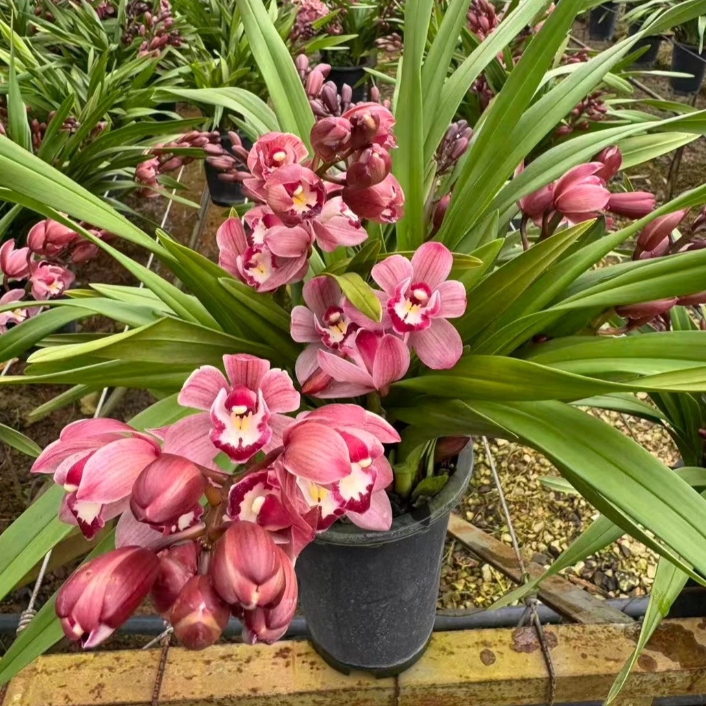 红宝石大花蕙兰带花发货室内外好养绿植四季常绿花卉耐寒易养