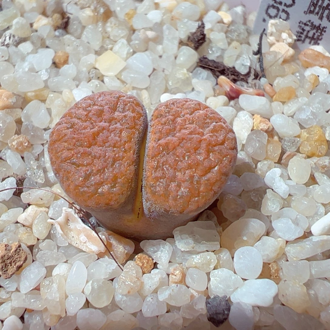 1210-334多肉多肉超级蛋糕