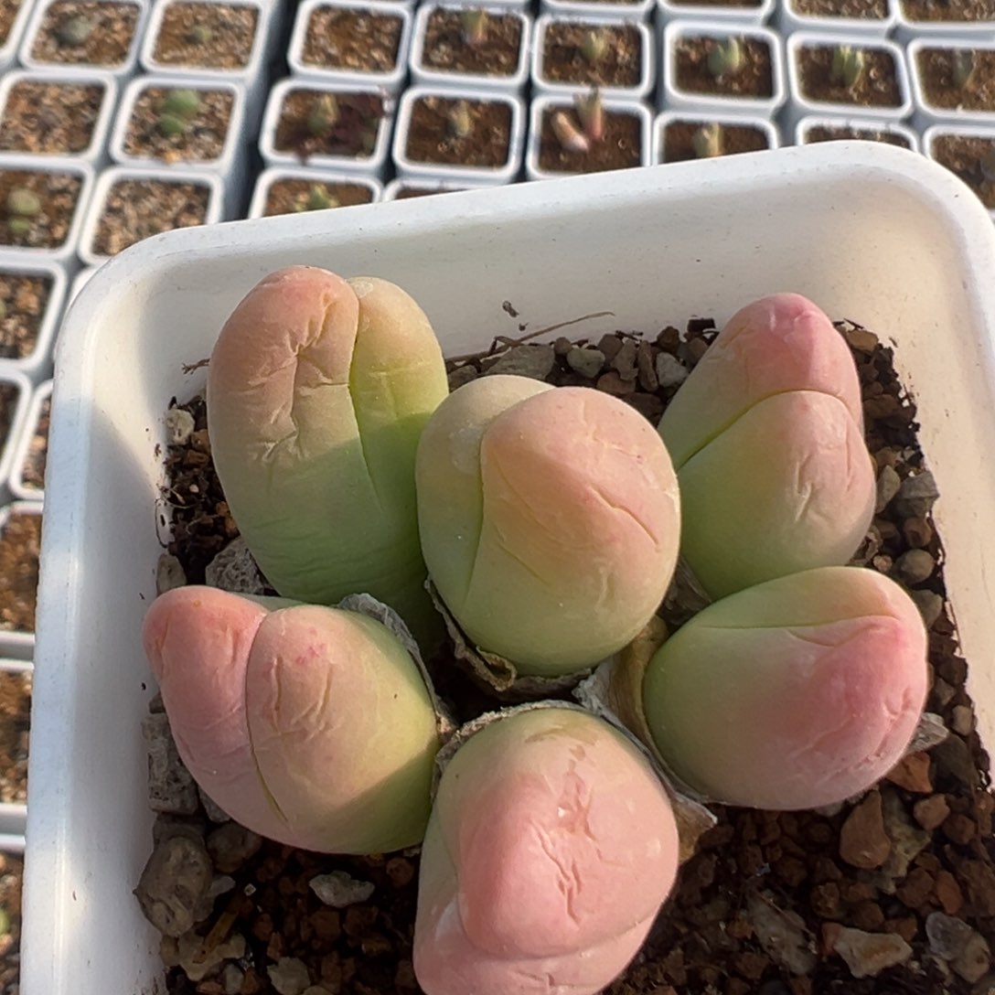 102多肉植物百科知识