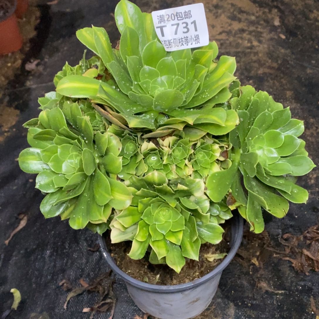 731五彩琉璃多肉