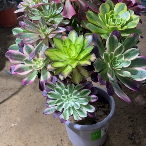 878嫁接多品种23467889