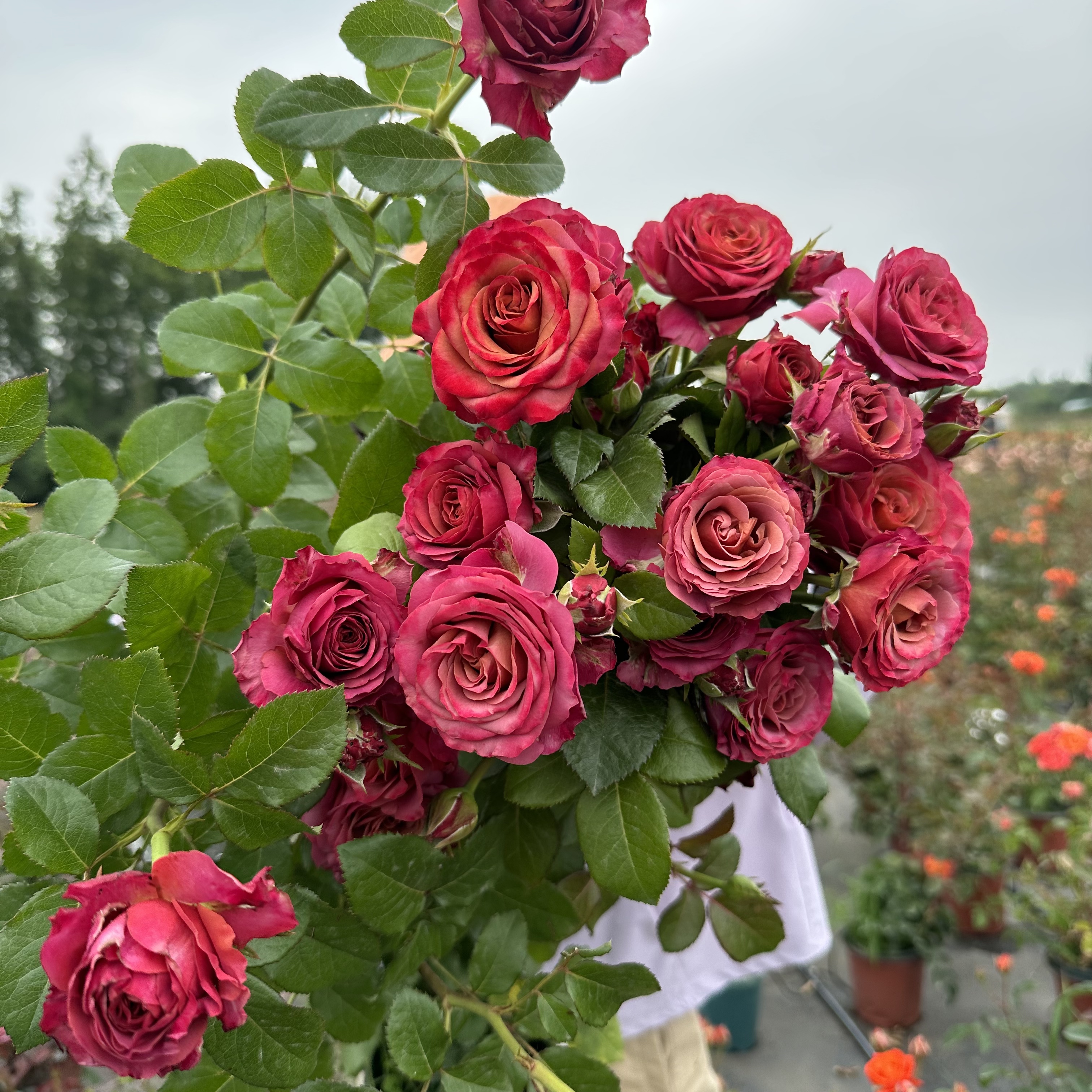 花知述园麦芽月季盆栽四季开花卉玫瑰花带花苞阳台庭院植物