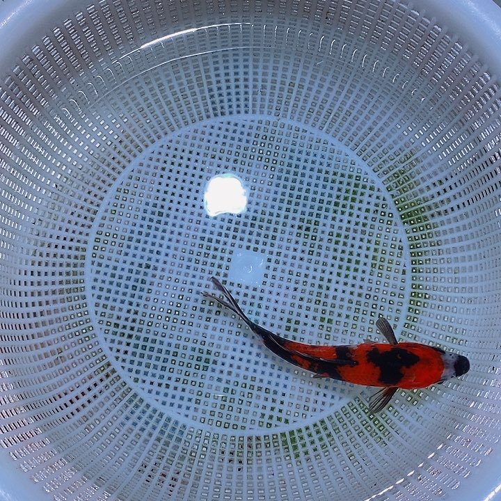 锦鲤纯种锦鲤开箱包活