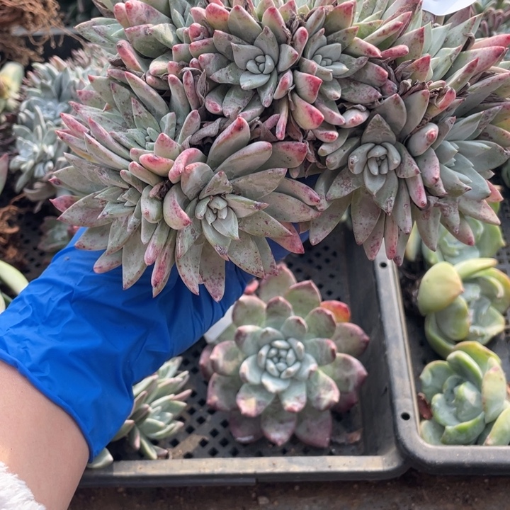 373号苹果叶杂交多肉植物