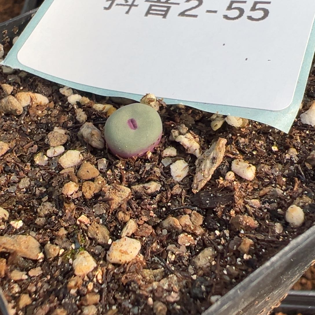 2-55肉锥多肉植物