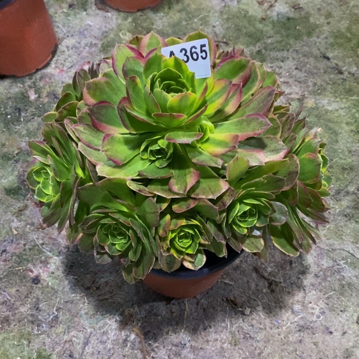 奶白锦多肉植物365