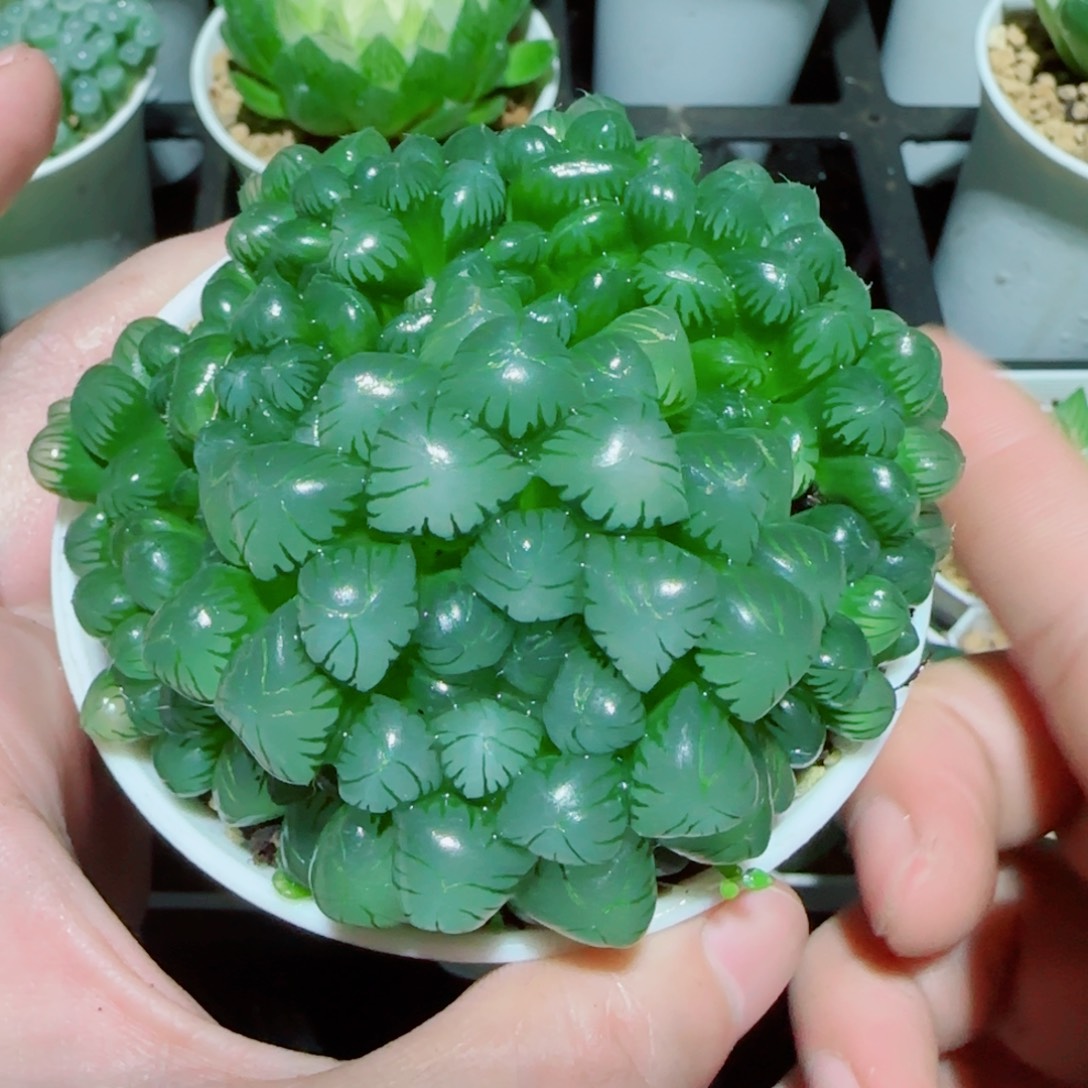 粉姬玉露群多肉植物