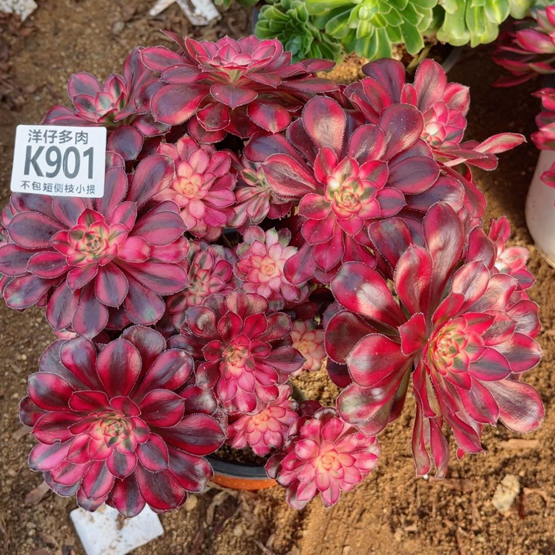 901香耐尔 冠幅20左右