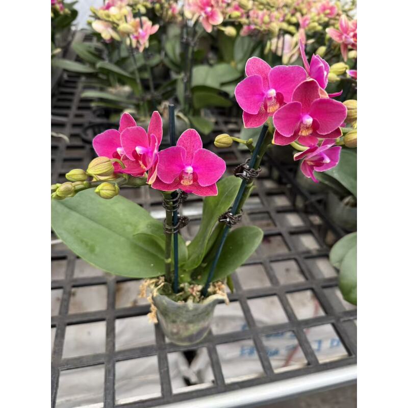 蝴蝶兰【樱桃香妃】昆明直发