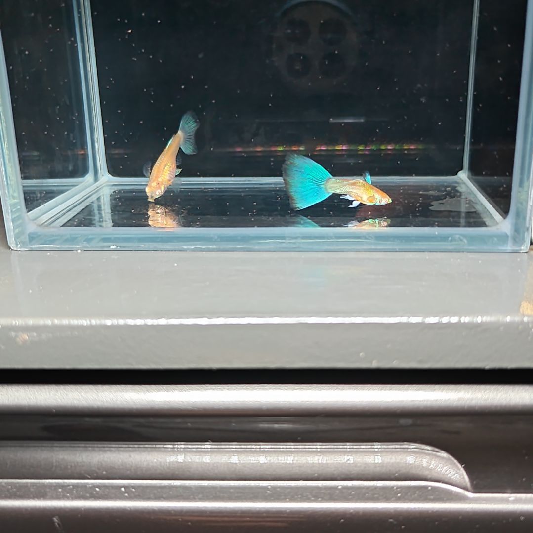 孔雀鱼蓝白飞船一对精品