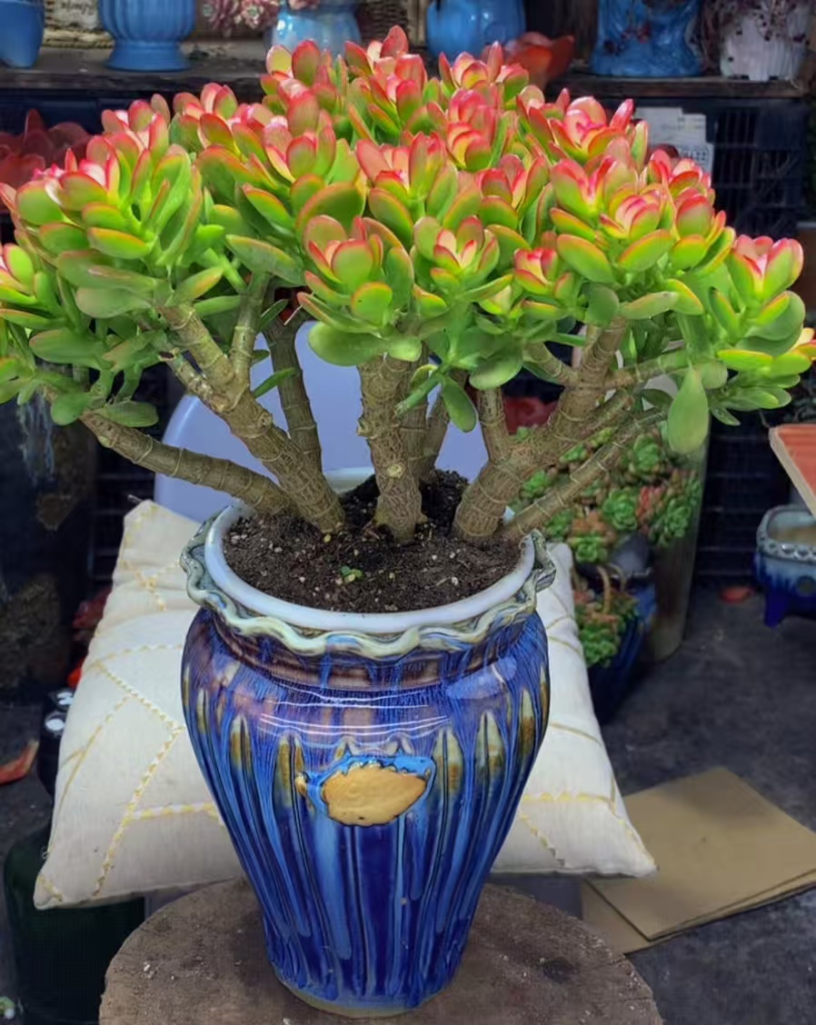 FC七彩摇钱树  喜阳耐旱 新手好养  带塑料盆带土发货