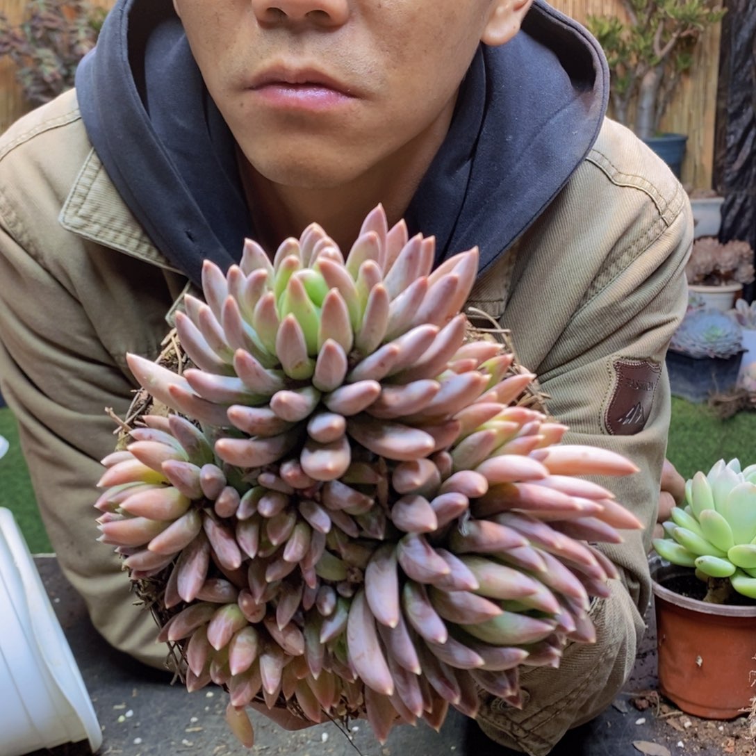 舍*F206号炫彩星多肉