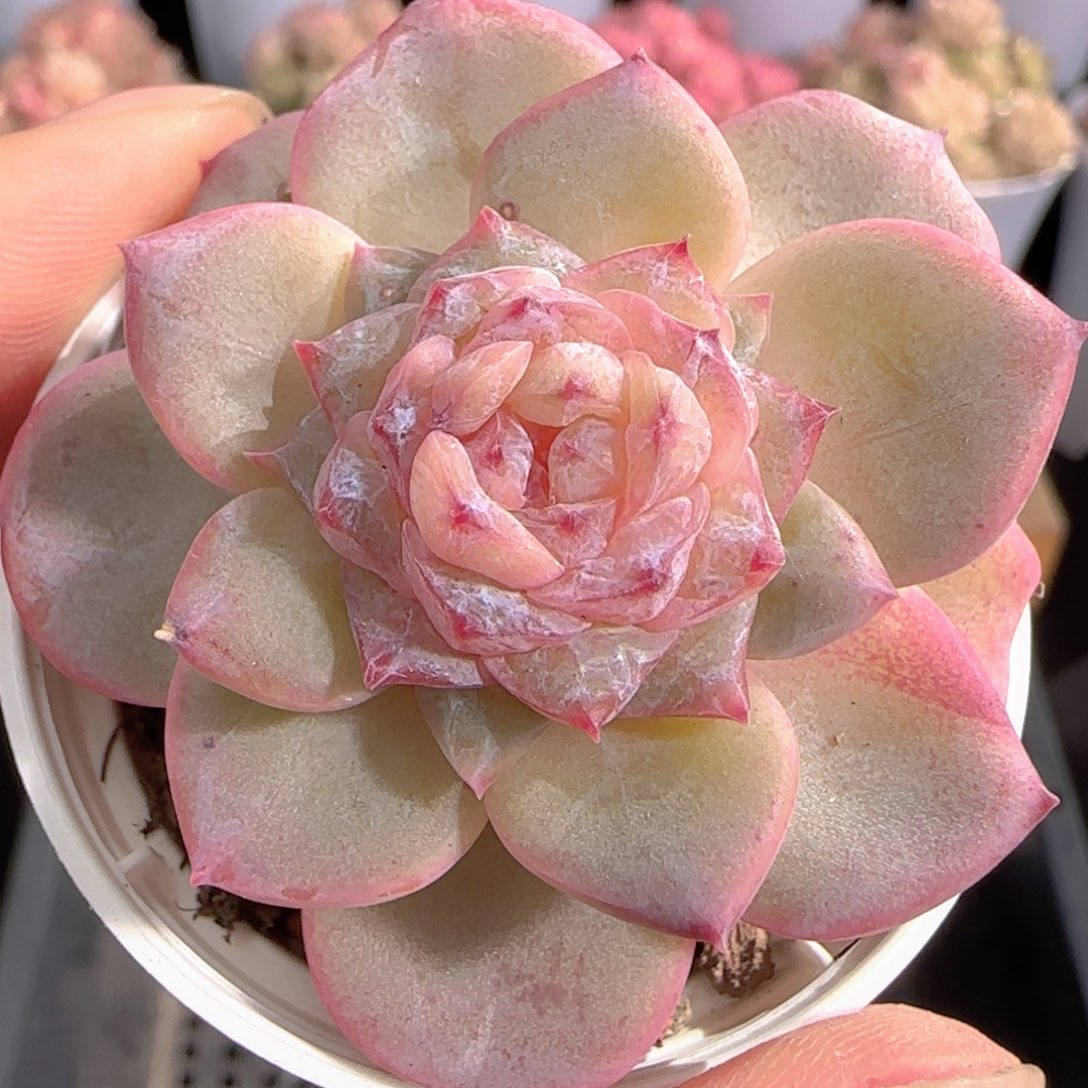 多肉0103-266糖心糖心