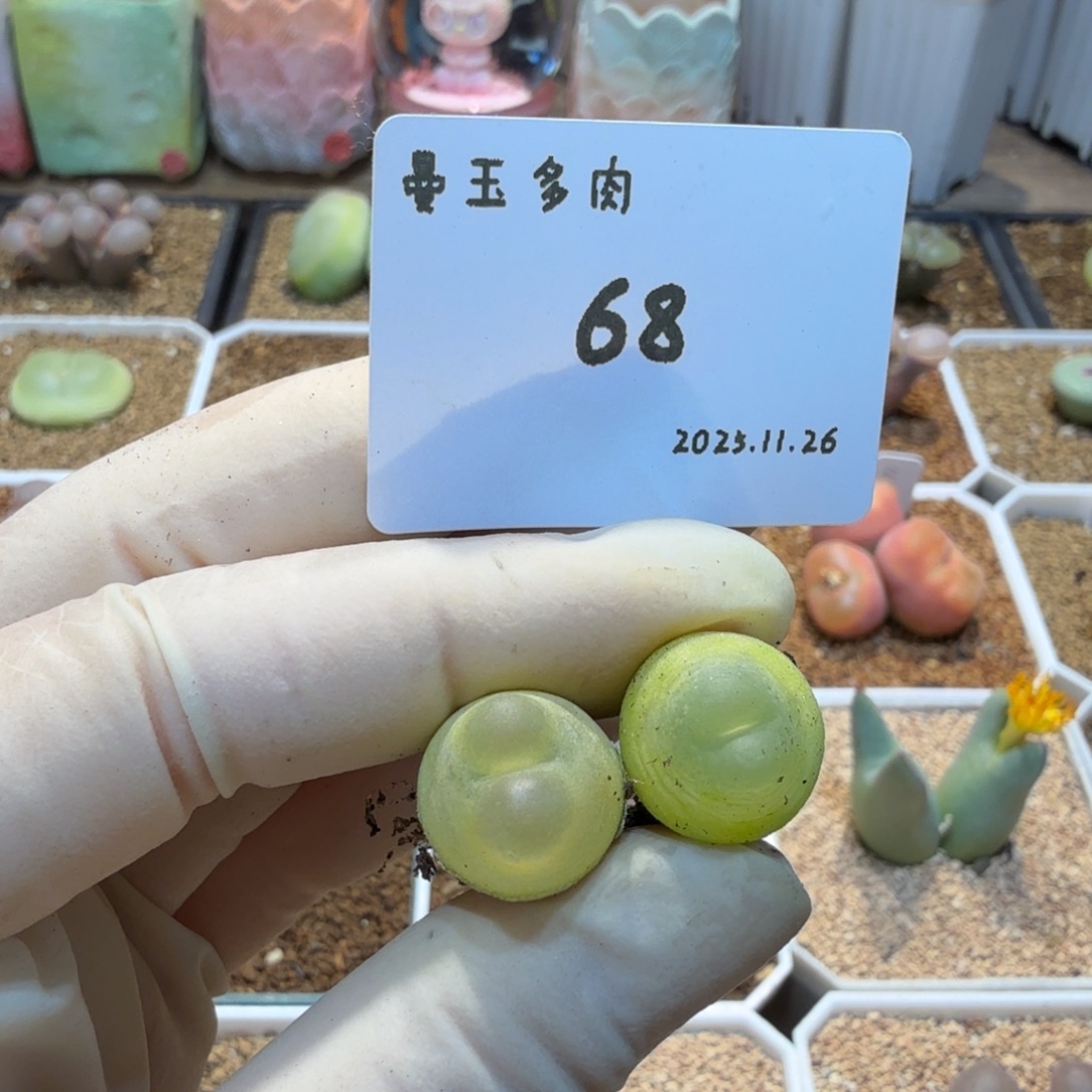 趣***哆多肉多肉多肉11.26-068