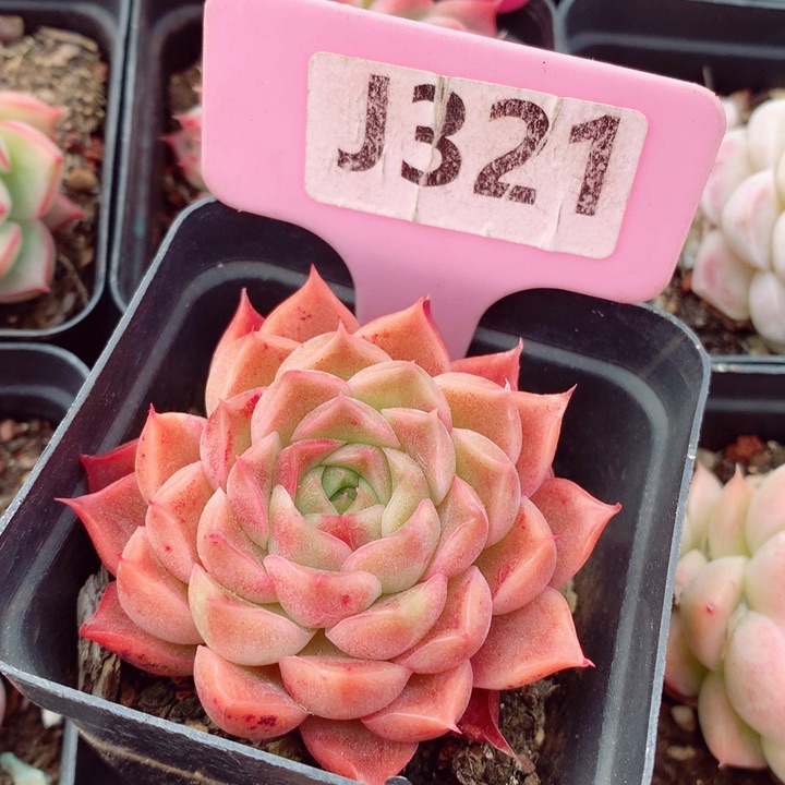 不知名6cm多肉植物