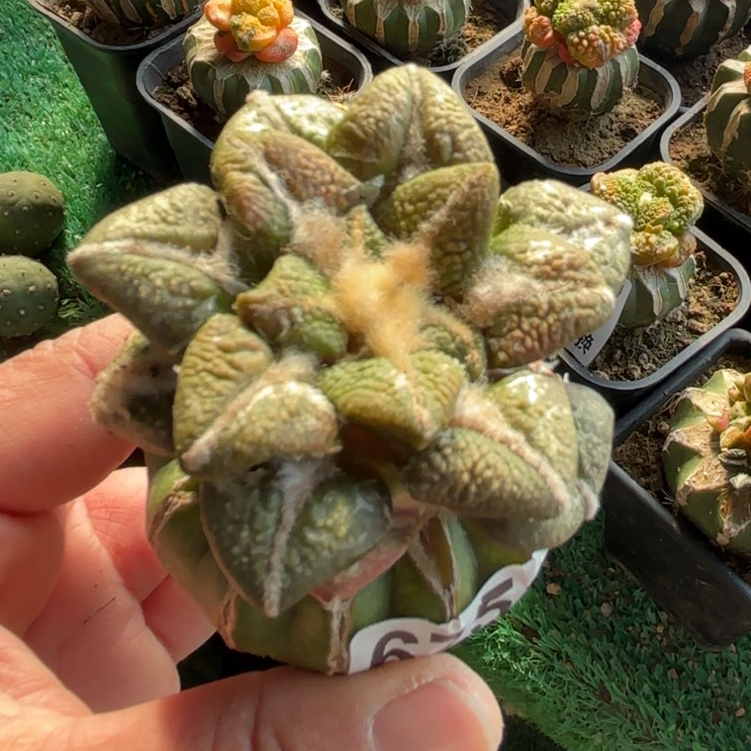 大尤黑牡丹锦675