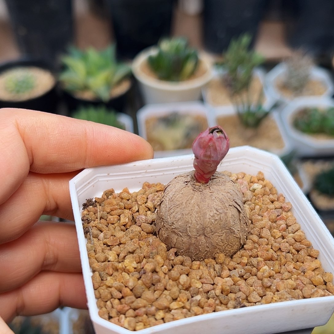 产地实生玫瑰大戟一颗