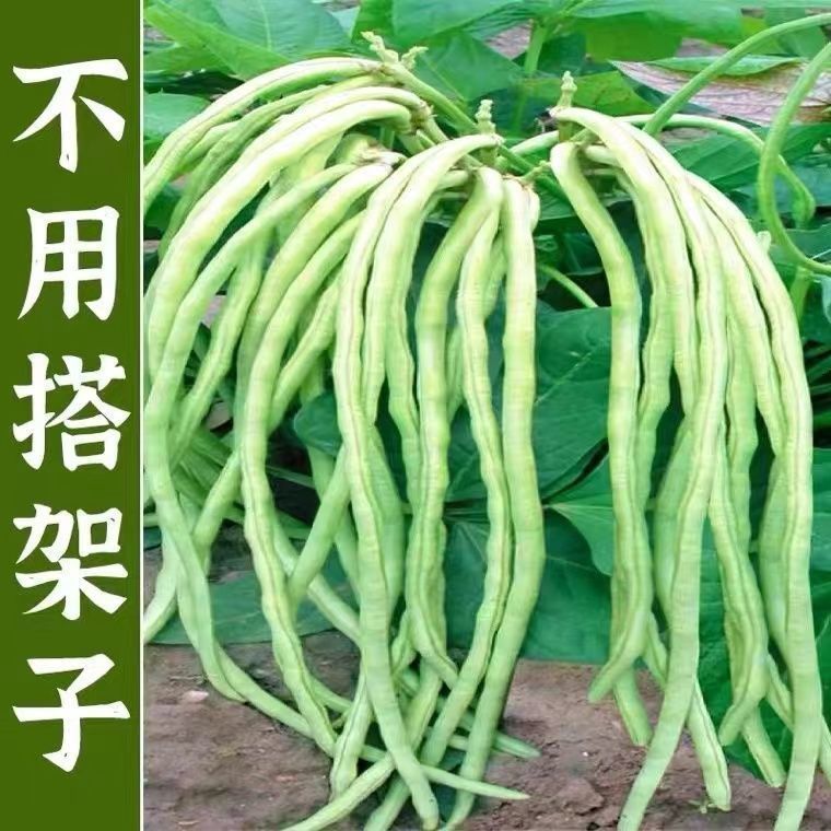 无架豆角种子无需搭架的四季豆播种适合喷香阳台抖音露地种植