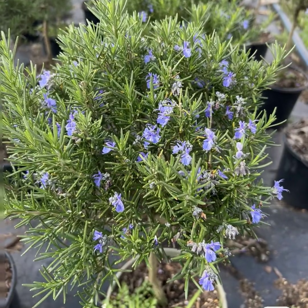 【迷迭香棒棒糖】地栽阳台可食用牛排香料阳台驱蚊喜阳