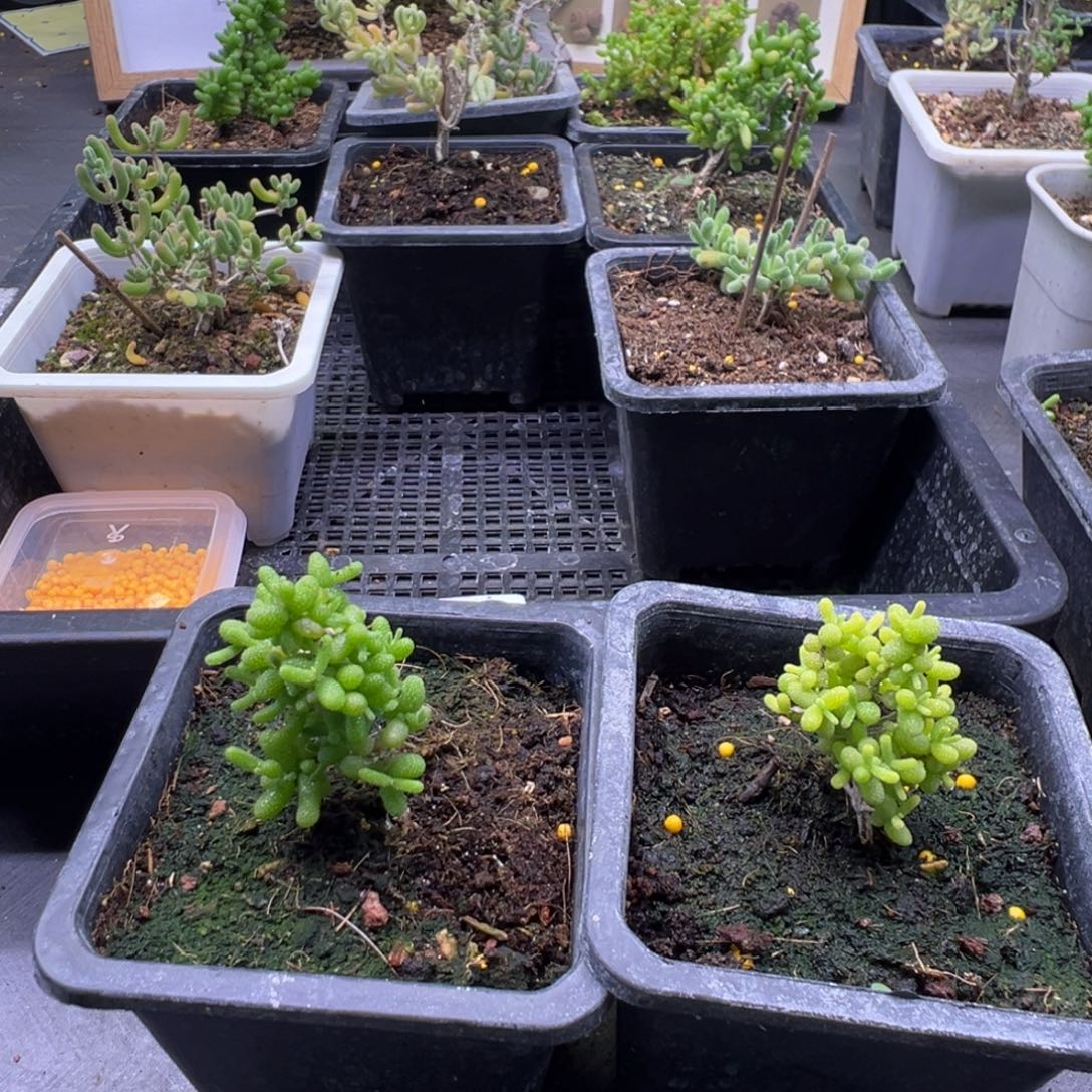 居***马这个发型多肉植物补发