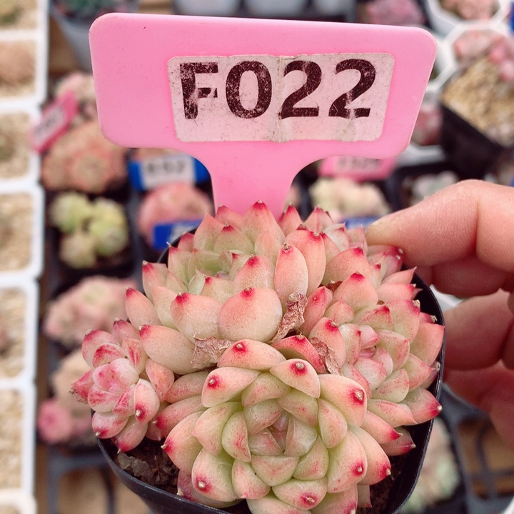 麦秆6cm不包整群