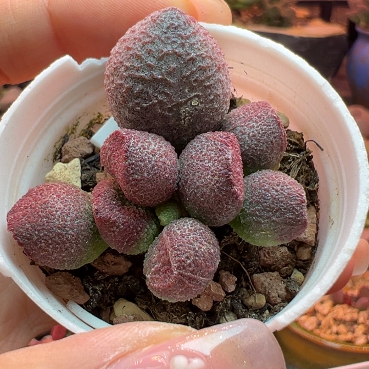 送***雪         水蜜桃。   