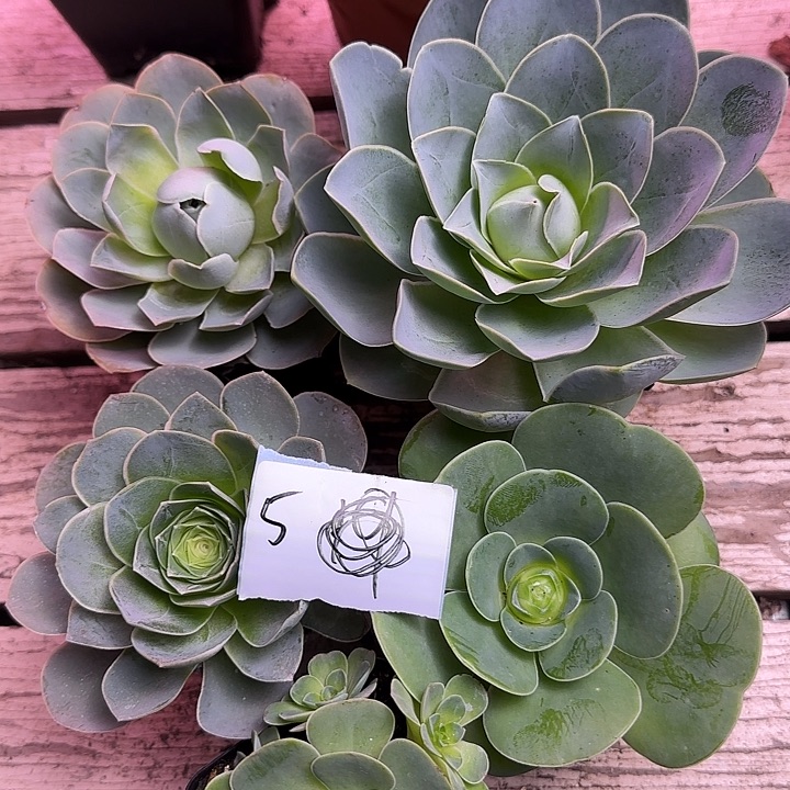 山地玫瑰一物一拍，带盆发5号