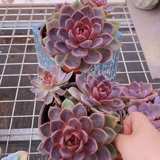 巧克力慕斯双头起发