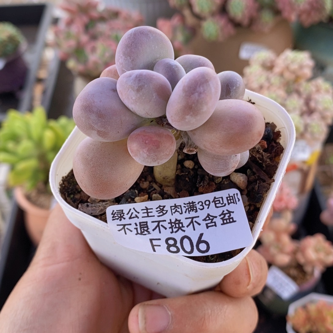 橙雪球5cm806多肉植物