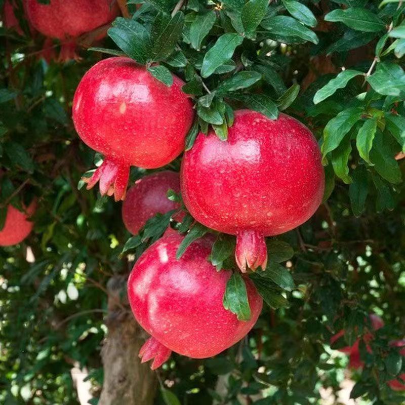 突尼斯软籽石榴树苗蒙阳红树苗南方北方阳台庭院都可种植