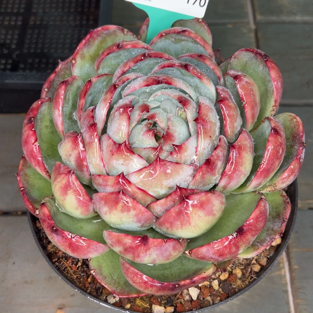 从前慢多肉精选编号0122.170